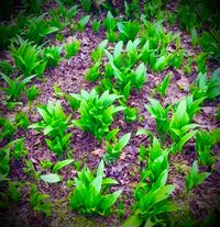 B&auml;rlauch im Garten